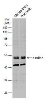 Nectin 1 Antibody in Western Blot (WB)