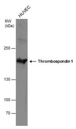 Thrombospondin 1 Antibody in Western Blot (WB)