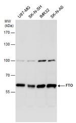 FTO Antibody in Western Blot (WB)