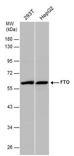 FTO Antibody in Western Blot (WB)