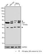 IRF7 Antibody in Western Blot (WB)