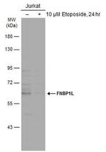 TOCA-1 Antibody in Western Blot (WB)