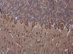 PSD-95 Antibody in Immunohistochemistry (Paraffin) (IHC (P))