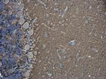 VAMP2 Antibody in Immunohistochemistry (Paraffin) (IHC (P))