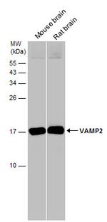 VAMP2 Antibody in Western Blot (WB)