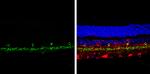 VGLUT3 Antibody in Immunohistochemistry (Paraffin) (IHC (P))