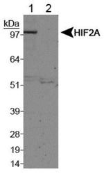 HIF-2 alpha Antibody in Western Blot (WB)