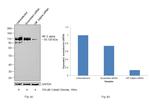 HIF-2 alpha Antibody in Western Blot (WB)