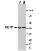 FEN1 Antibody in Western Blot (WB)