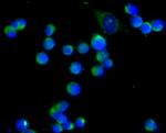 CD80 (B7-1) Antibody in Immunocytochemistry (ICC/IF)