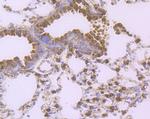 CD80 (B7-1) Antibody in Immunohistochemistry (Paraffin) (IHC (P))