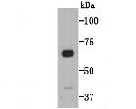 CD80 (B7-1) Antibody in Western Blot (WB)