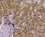 LDHA Antibody in Immunohistochemistry (Paraffin) (IHC (P))