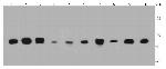 LDHA Antibody in Western Blot (WB)