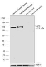 LGR5 Antibody