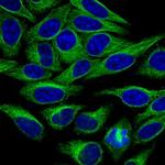 alpha Tubulin Antibody in Immunocytochemistry (ICC/IF)