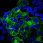 alpha Tubulin Antibody in Immunocytochemistry (ICC/IF)