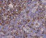 alpha Tubulin Antibody in Immunohistochemistry (Paraffin) (IHC (P))