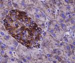 alpha Tubulin Antibody in Immunohistochemistry (Paraffin) (IHC (P))