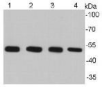 alpha Tubulin Antibody in Western Blot (WB)