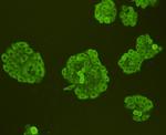 Pan Ras Antibody in Immunocytochemistry (ICC/IF)