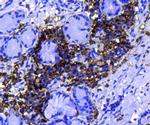 PDI Antibody in Immunohistochemistry (Paraffin) (IHC (P))