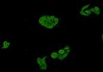 GSK3 alpha Antibody in Immunocytochemistry (ICC/IF)