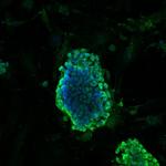 DPY30 Antibody in Immunocytochemistry (ICC/IF)