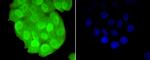 TCF7L2 Antibody in Immunocytochemistry (ICC/IF)