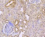 TCF7L2 Antibody in Immunohistochemistry (Paraffin) (IHC (P))