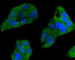 CCL3 (MIP-1 alpha) Antibody in Immunocytochemistry (ICC/IF)