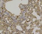 CCL3 (MIP-1 alpha) Antibody in Immunohistochemistry (Paraffin) (IHC (P))