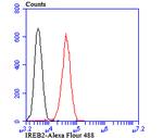 IREB2 Antibody in Flow Cytometry (Flow)