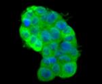 IREB2 Antibody in Immunocytochemistry (ICC/IF)