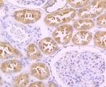 IREB2 Antibody in Immunohistochemistry (Paraffin) (IHC (P))