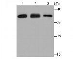 IREB2 Antibody in Western Blot (WB)