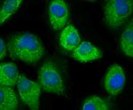 IKK beta Antibody in Immunocytochemistry (ICC/IF)