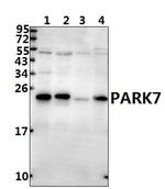 DJ-1 Antibody in Western Blot (WB)