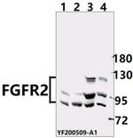 FGFR2 Antibody in Western Blot (WB)