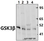 GSK3B Antibody in Western Blot (WB)