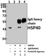HSP40 Antibody in Immunoprecipitation (IP)