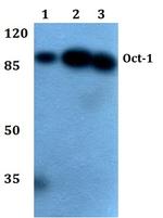 OCT1 (POU2F1) Antibody in Western Blot (WB)