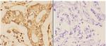 14-3-3 theta Antibody in Immunohistochemistry (Paraffin) (IHC (P))