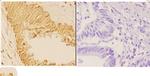 14-3-3 theta Antibody in Immunohistochemistry (Paraffin) (IHC (P))