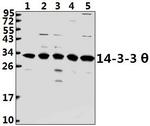 14-3-3 theta Antibody in Western Blot (WB)