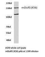 mGluR5 Antibody in Western Blot (WB)