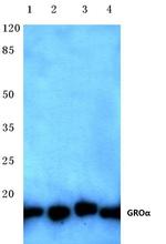 CXCL1 Antibody in Western Blot (WB)