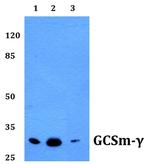 GCLM Antibody in Western Blot (WB)