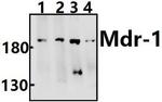 P-Glycoprotein Antibody in Western Blot (WB)