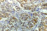 eIF4E Antibody in Immunohistochemistry (Paraffin) (IHC (P))